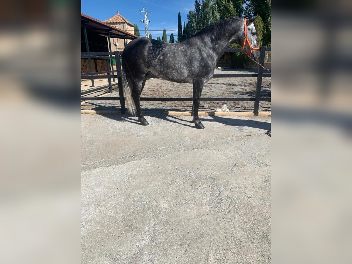 Andalusian Stallion 7 years 15,1 hh Gray-Dapple in Canet D&#39;Adri