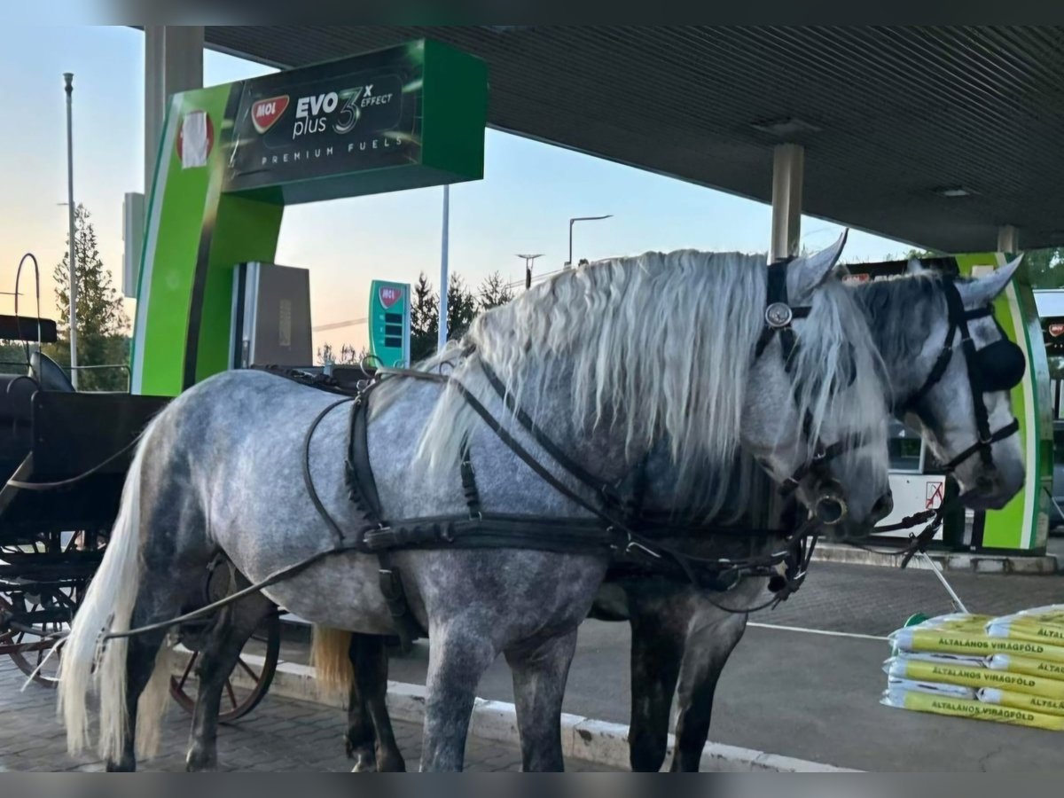 Andalusian Mix Stallion 7 years 15,2 hh Gray in Rechnitz