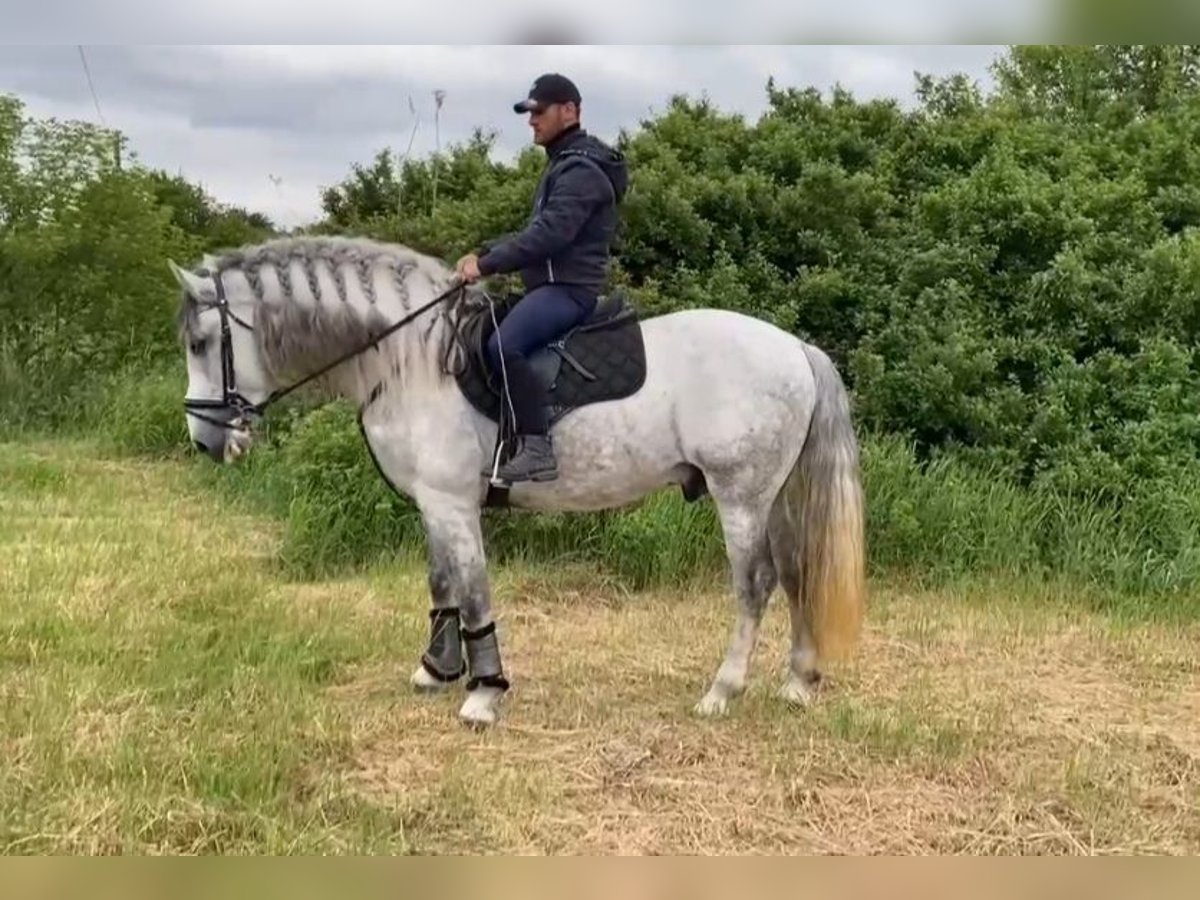 Andalusian Stallion 7 years 15,3 hh Gray-Dapple in Rechnitz
