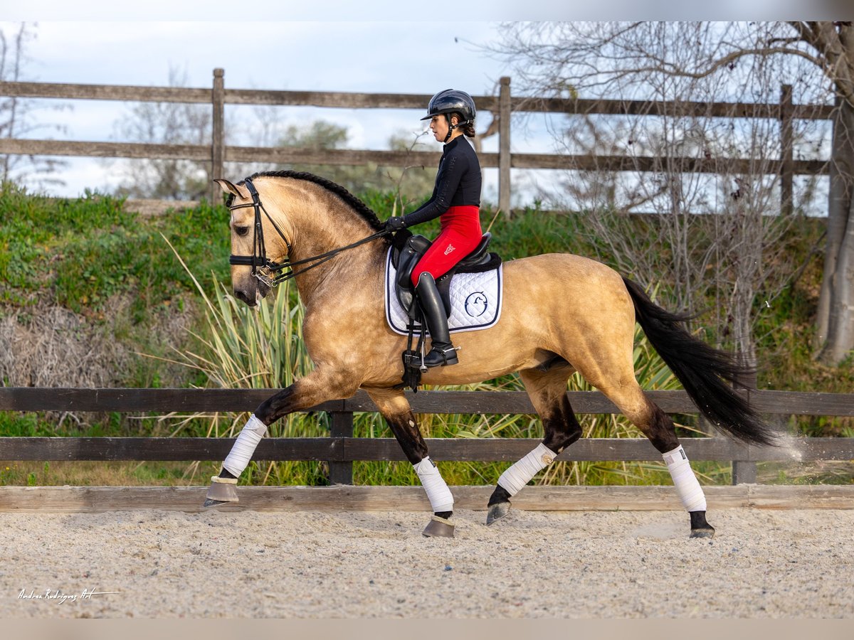 Andalusian Stallion 7 years 16,3 hh Buckskin in Barcelona