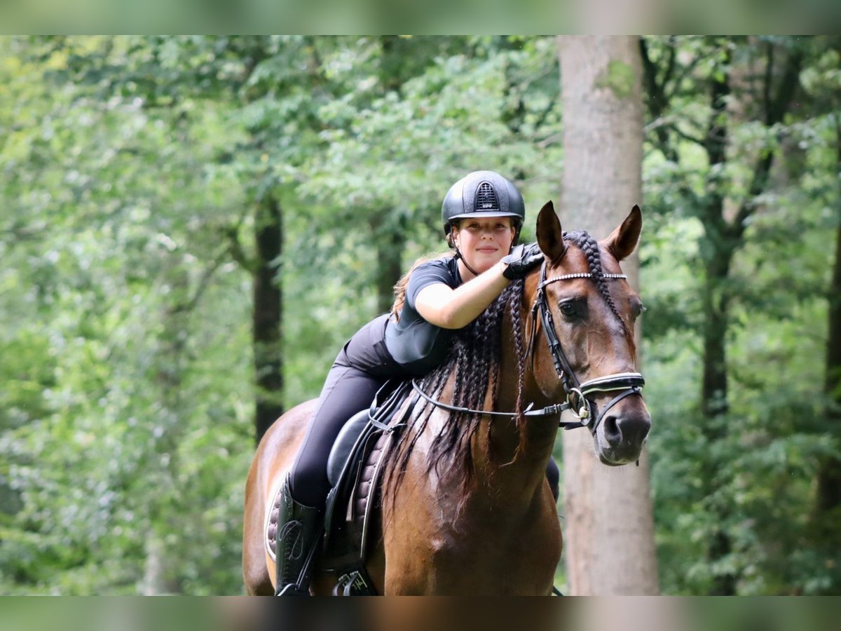 Andalusian Stallion 7 years 16 hh Brown in Sm