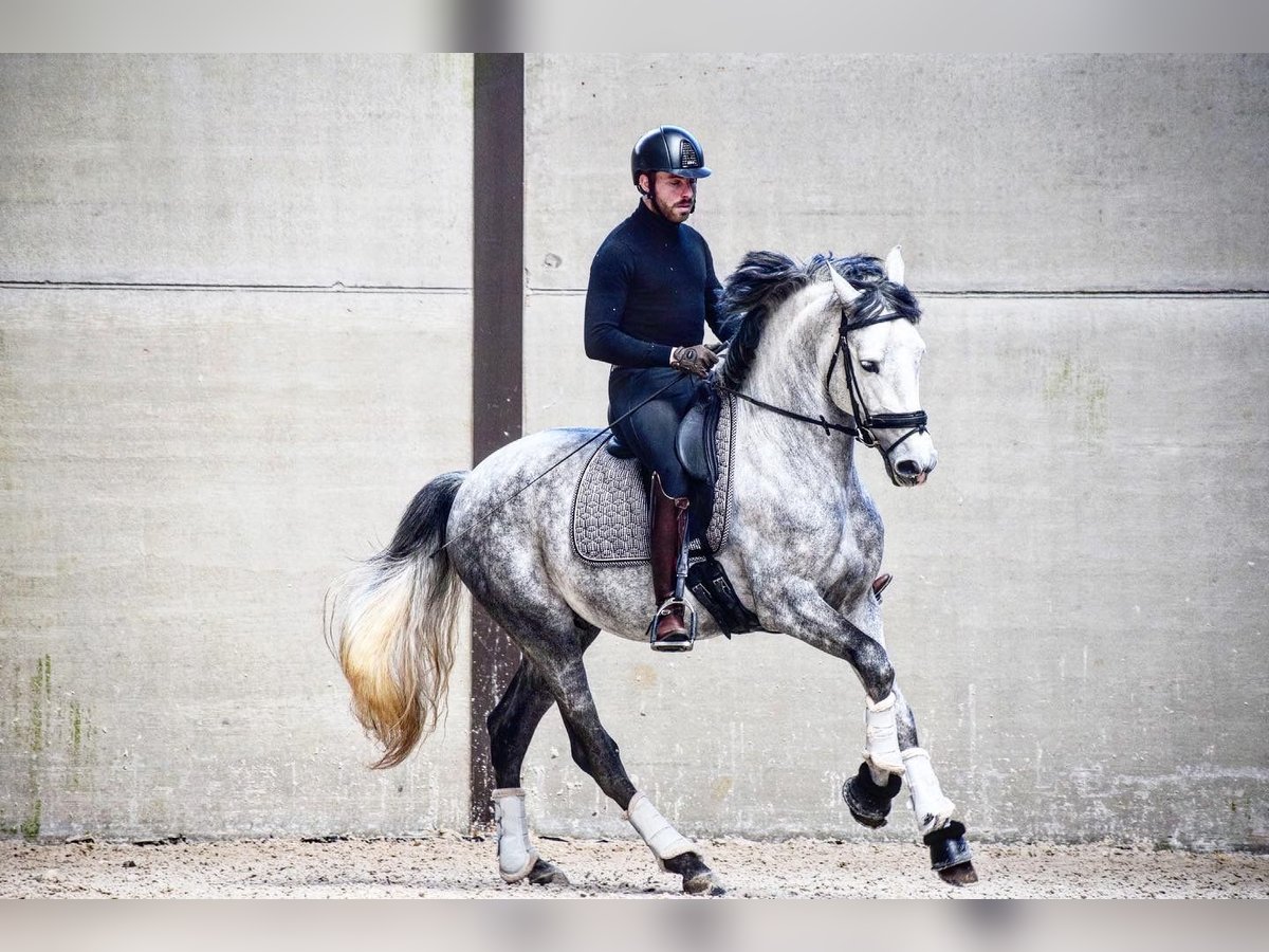 Andalusian Stallion 7 years 16 hh Gray-Dapple in Namur