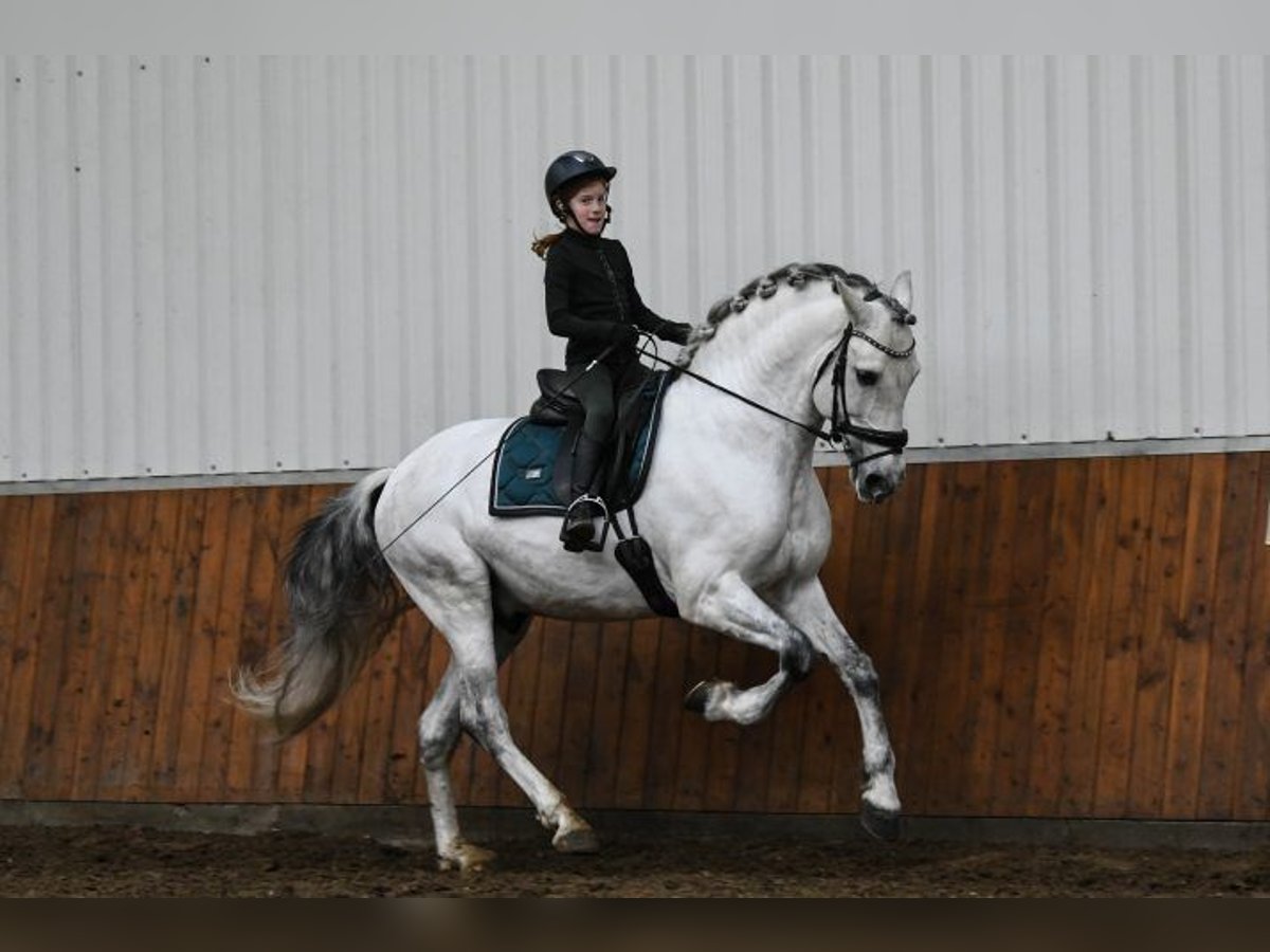 Andalusian Stallion 7 years 17 hh Gray in Los Angeles, CA