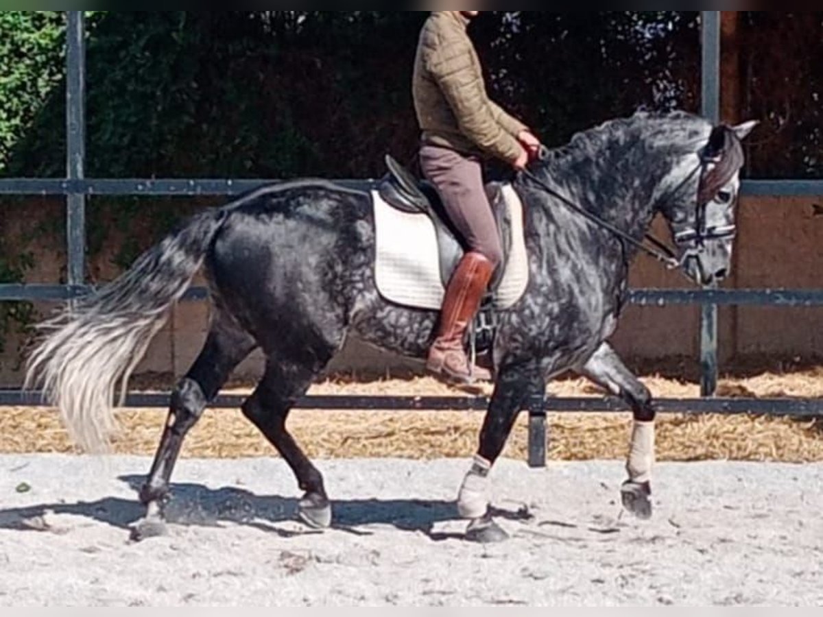 Andalusian Stallion 8 years 15,2 hh Grey-Dapple in Pozoblanco