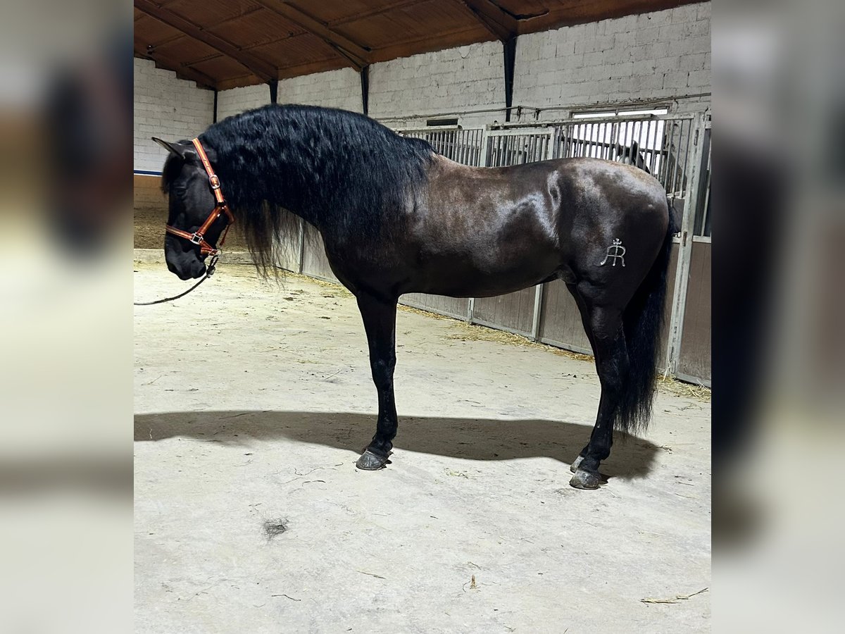 Andalusian Stallion 8 years 16,1 hh Black in EngeR