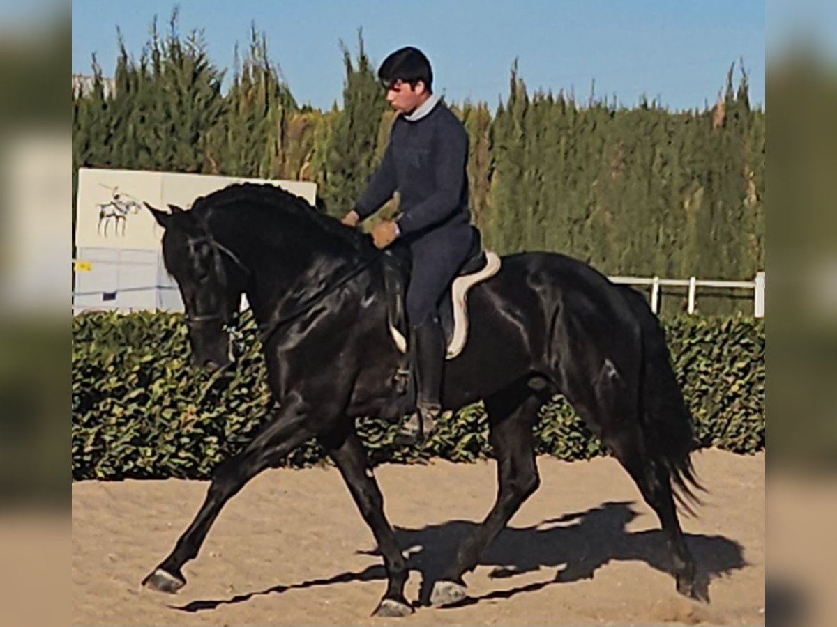 Andalusian Stallion 8 years 16,1 hh Black in Cheste