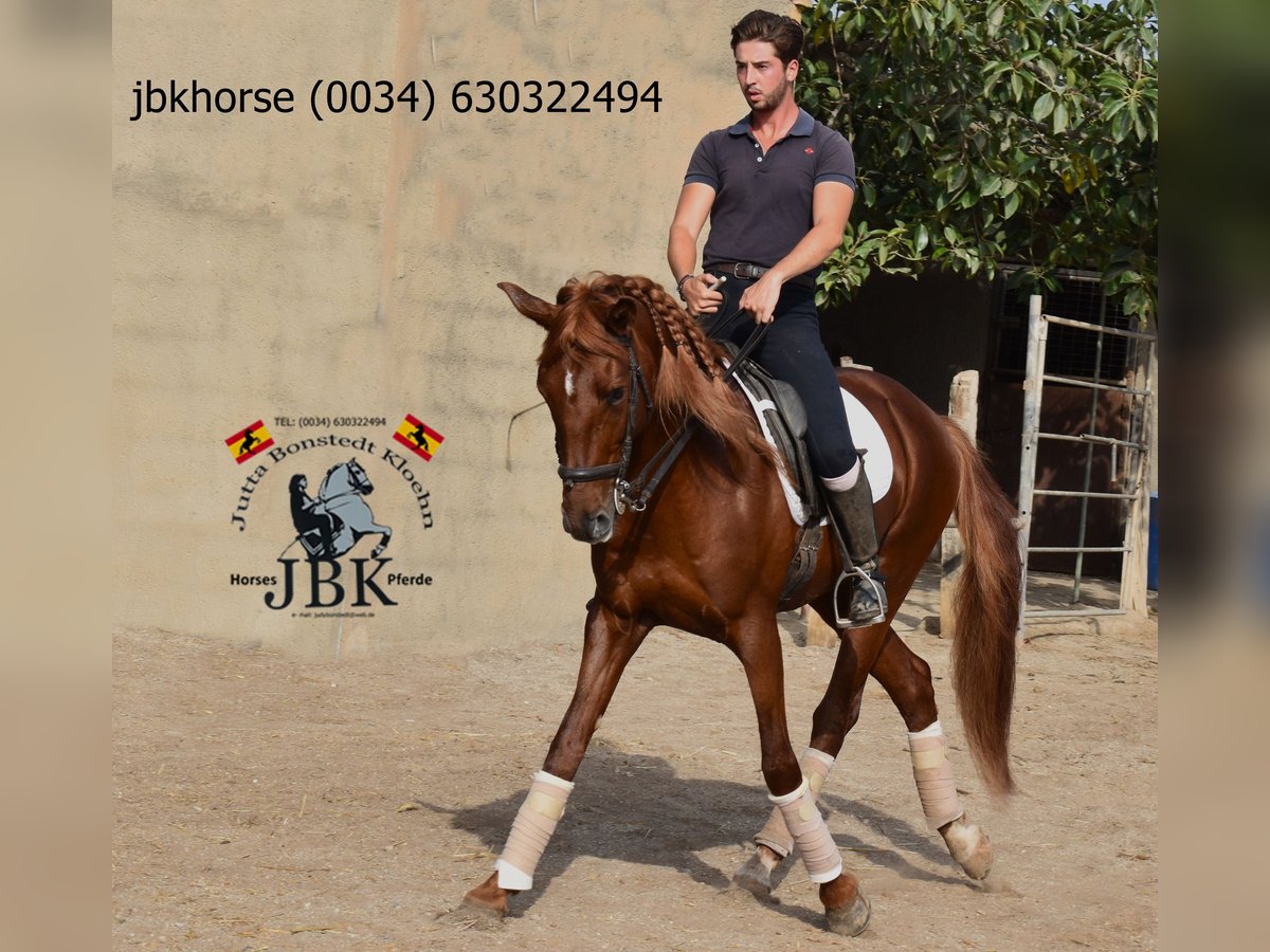 Andalusian Stallion 8 years 16 hh Chestnut-Red in Tabernas Almería