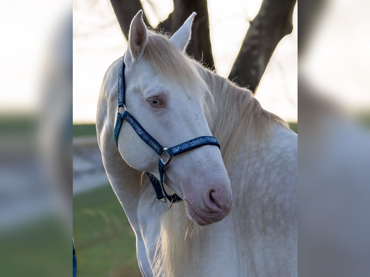 Andalusian Stallion 9 years 15,1 hh Cremello in Zolling