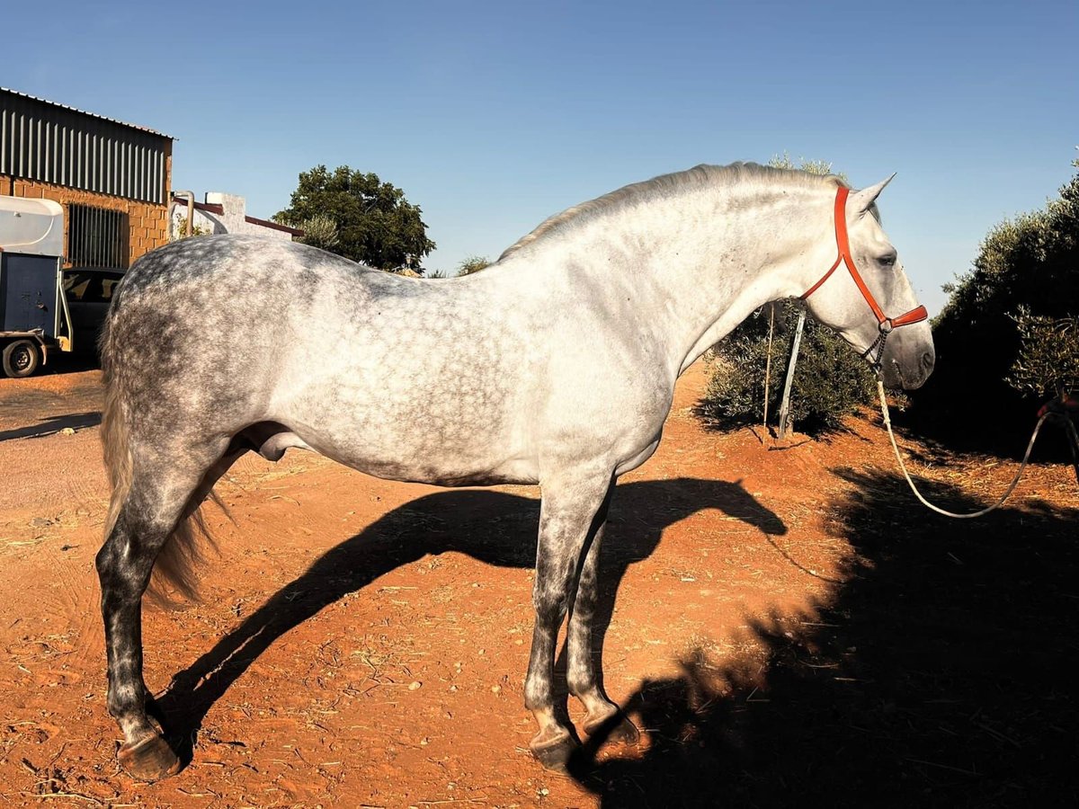 Andalusian Stallion 9 years 16 hh Grey-Dapple in Pozoblanco