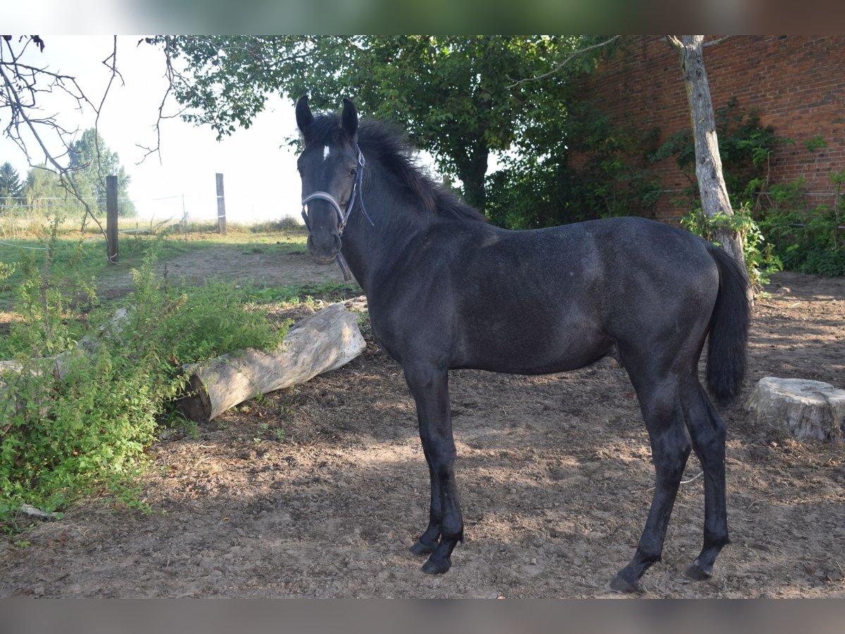 Andalusian Stallion Foal (01/2024) 13,1 hh Gray in Kraków