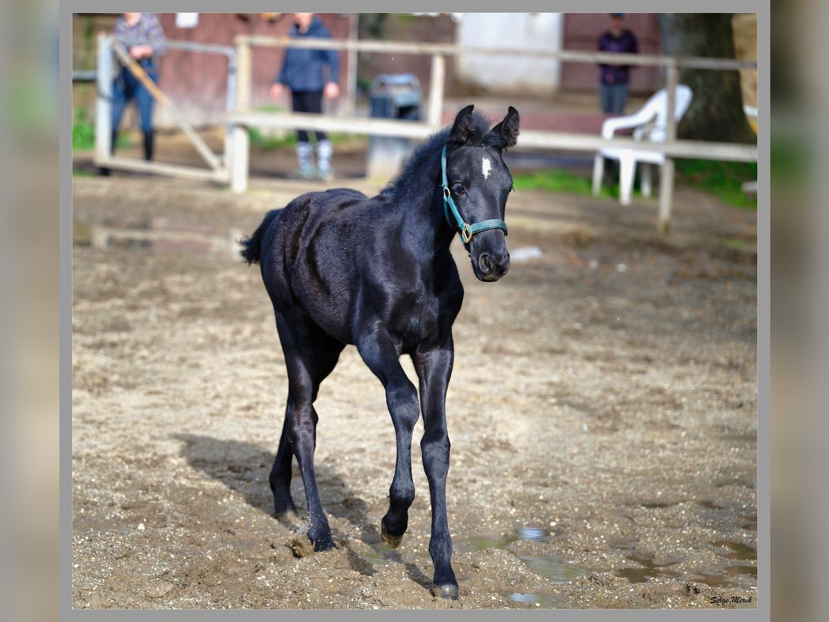 Andalusian Stallion Foal (01/2024) 16,1 hh Gray in Kraków