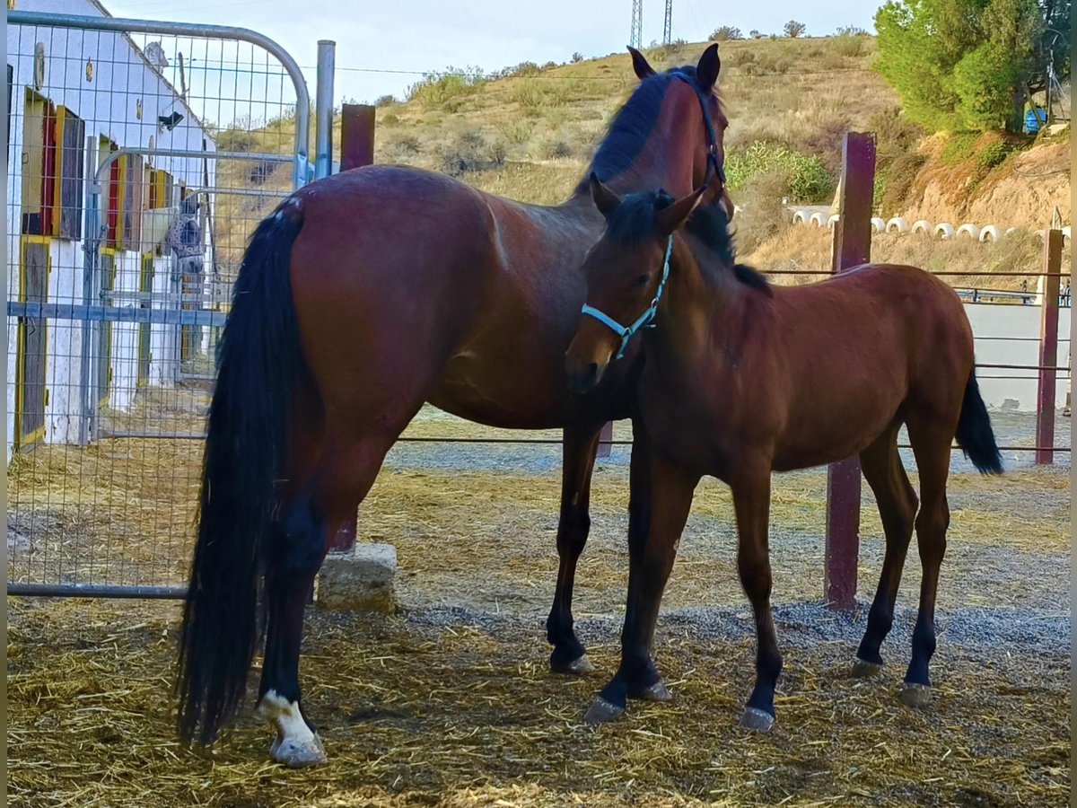 Andalusian Stallion Foal (04/2025) 16 hh Brown in Tabernas Almeria