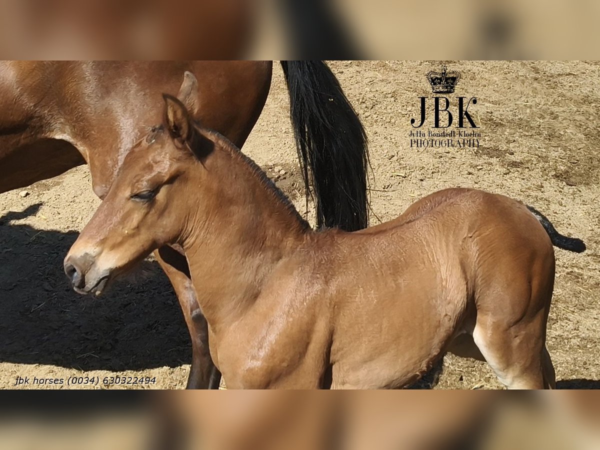 Andalusian Stallion  16 hh Brown in Tabernas Almer&#xED;a