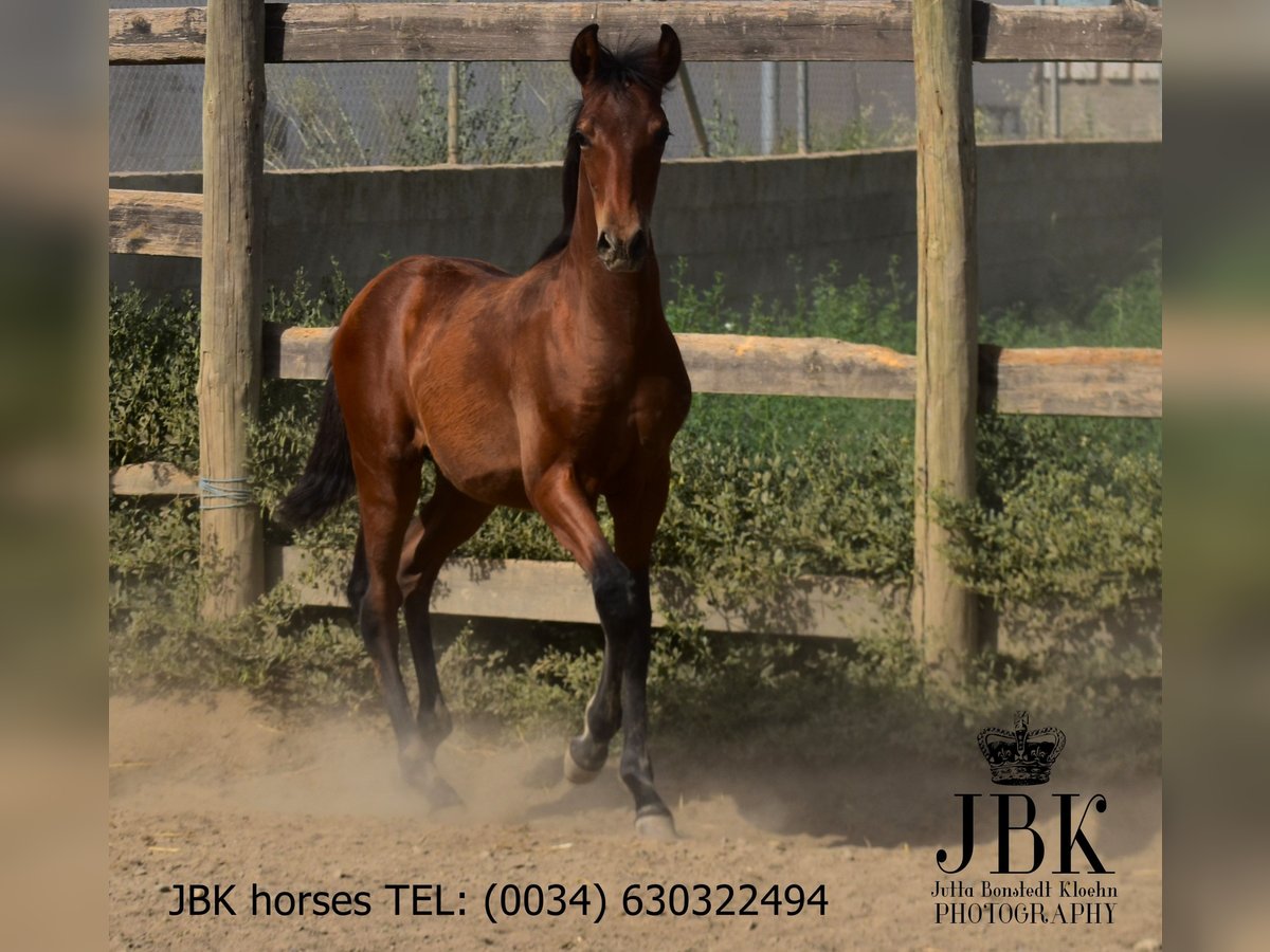 Andalusian Stallion Foal (02/2025) 16 hh Brown in Tabernas Almeria