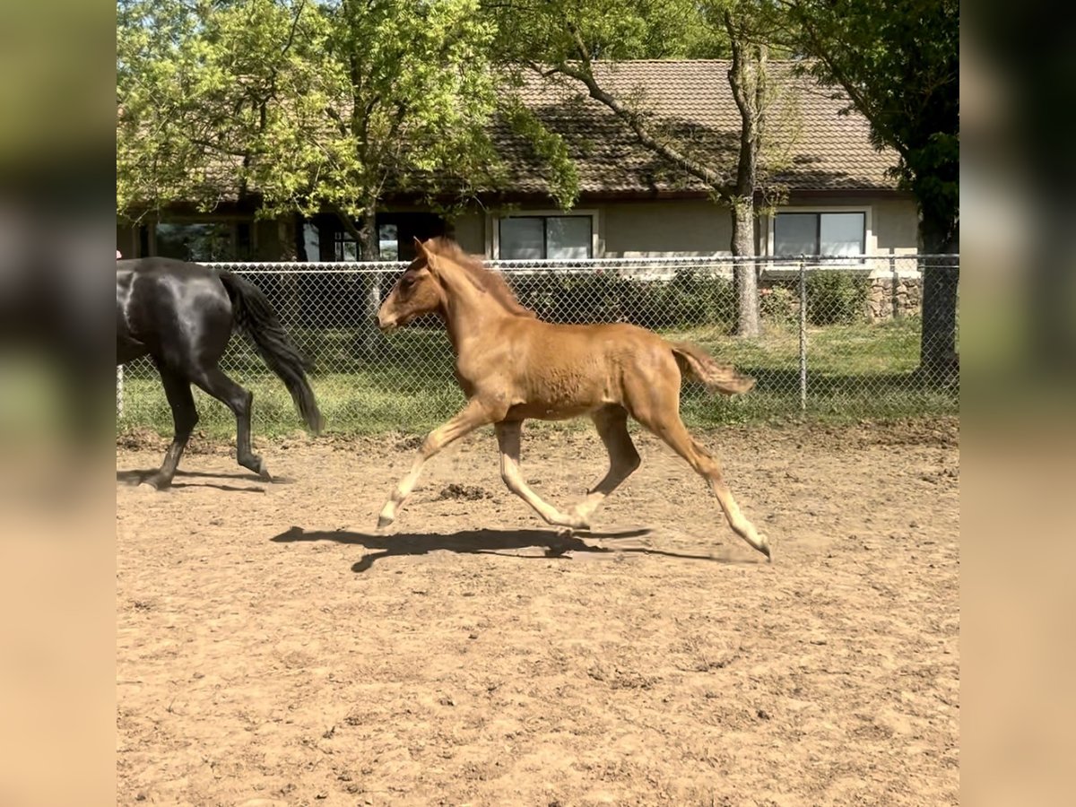 Andalusian Stallion Foal (02/2025) Chestnut in Herald