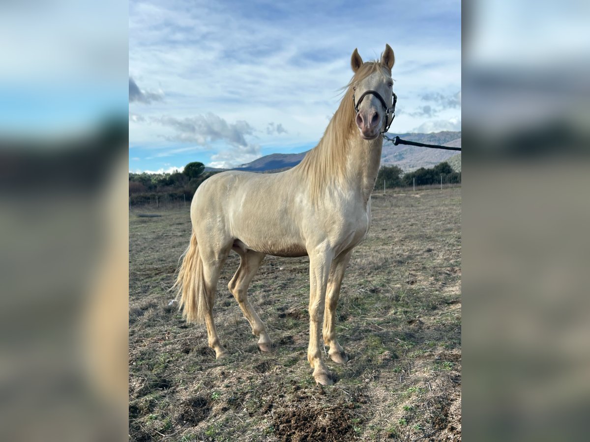 Andalusian Mix Stallion Perlino in San Martin De Valdeiglesias