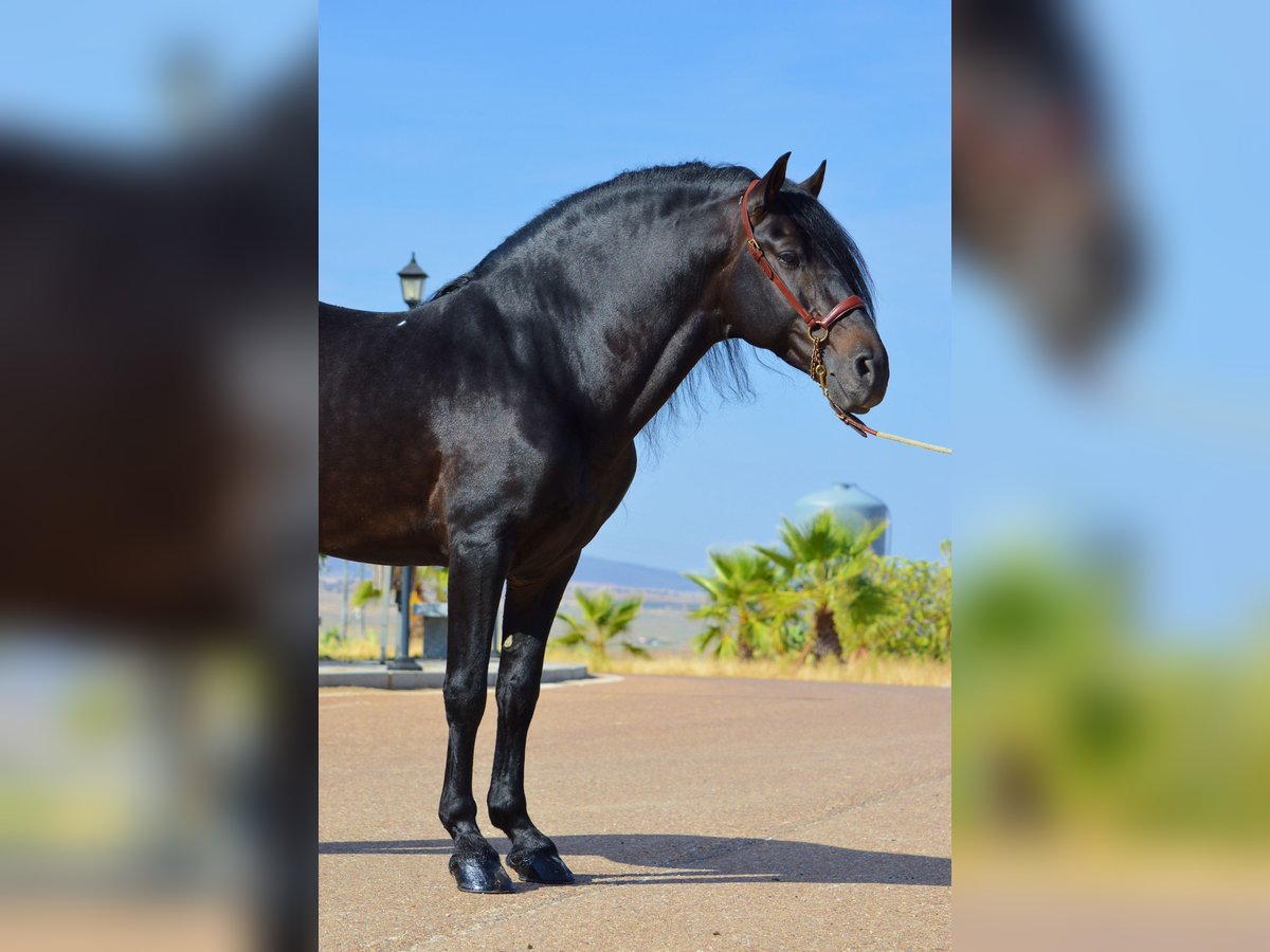 Andalusier Hengst 10 Jahre 163 cm Brauner in Castuera