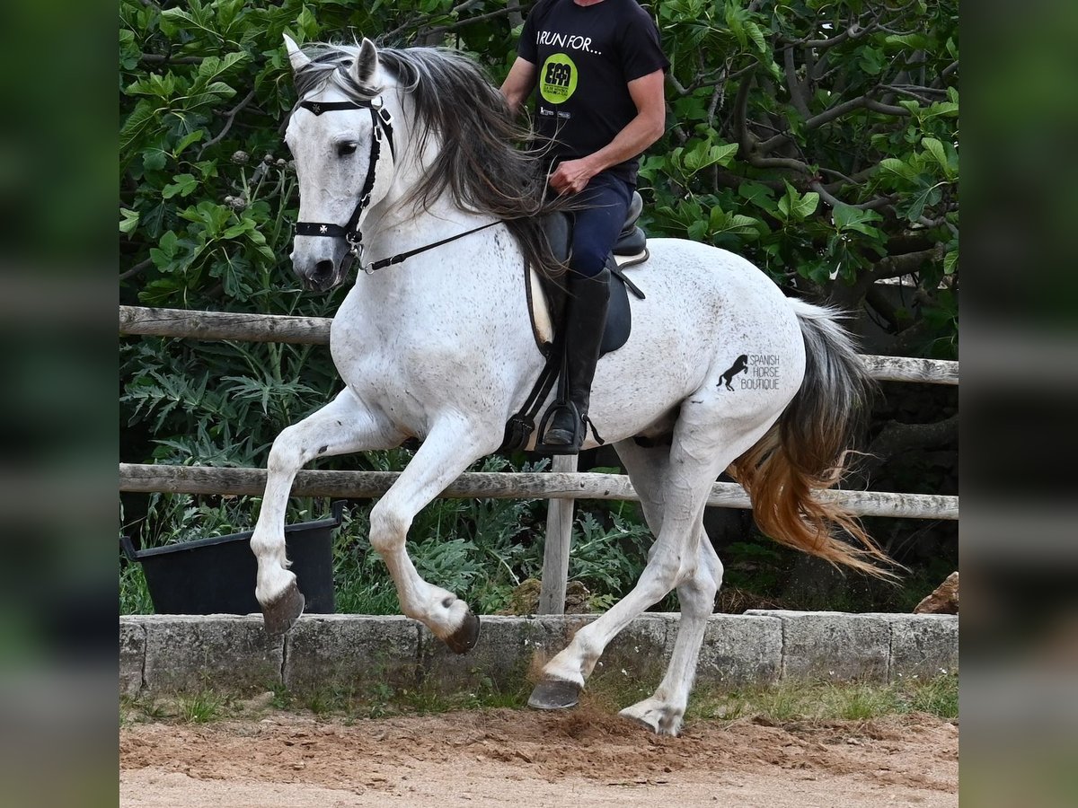 Andalusier Mix Hengst 14 Jahre 163 cm Schimmel in Menorca