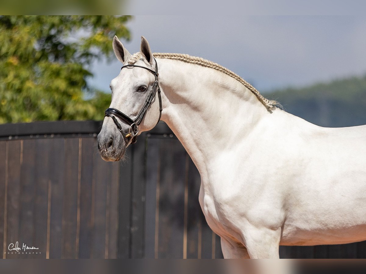 Andalusier Hengst 15 Jahre 167 cm Schimmel in Guimarães