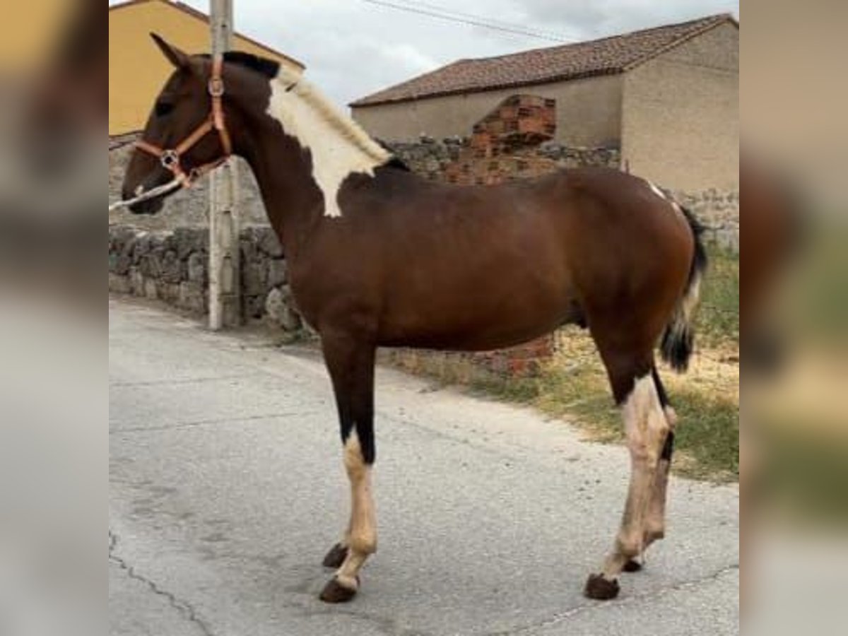 Andalusiër Hengst 1 Jaar 150 cm Gevlekt-paard in Carde&#xF1;a