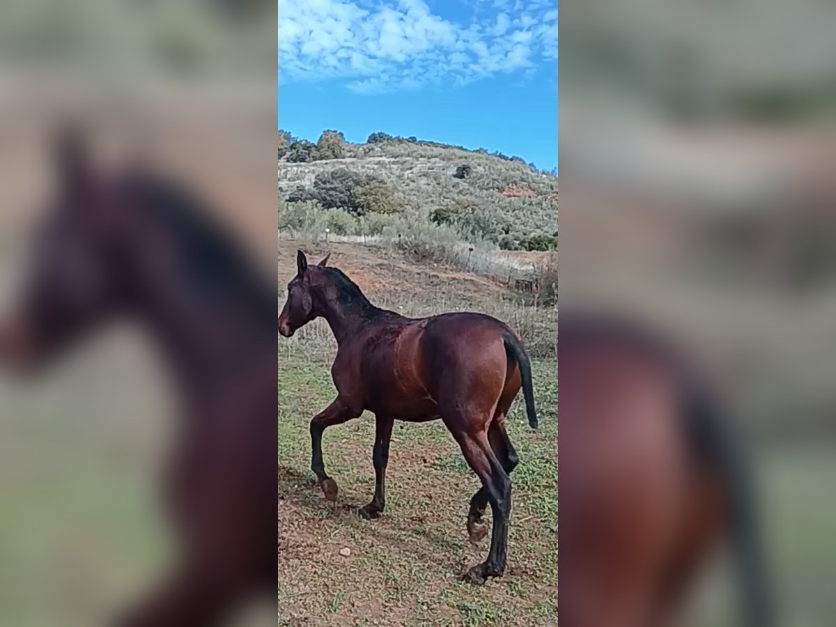 Andalusiër Hengst 1 Jaar 158 cm Roodbruin in Alcaraz