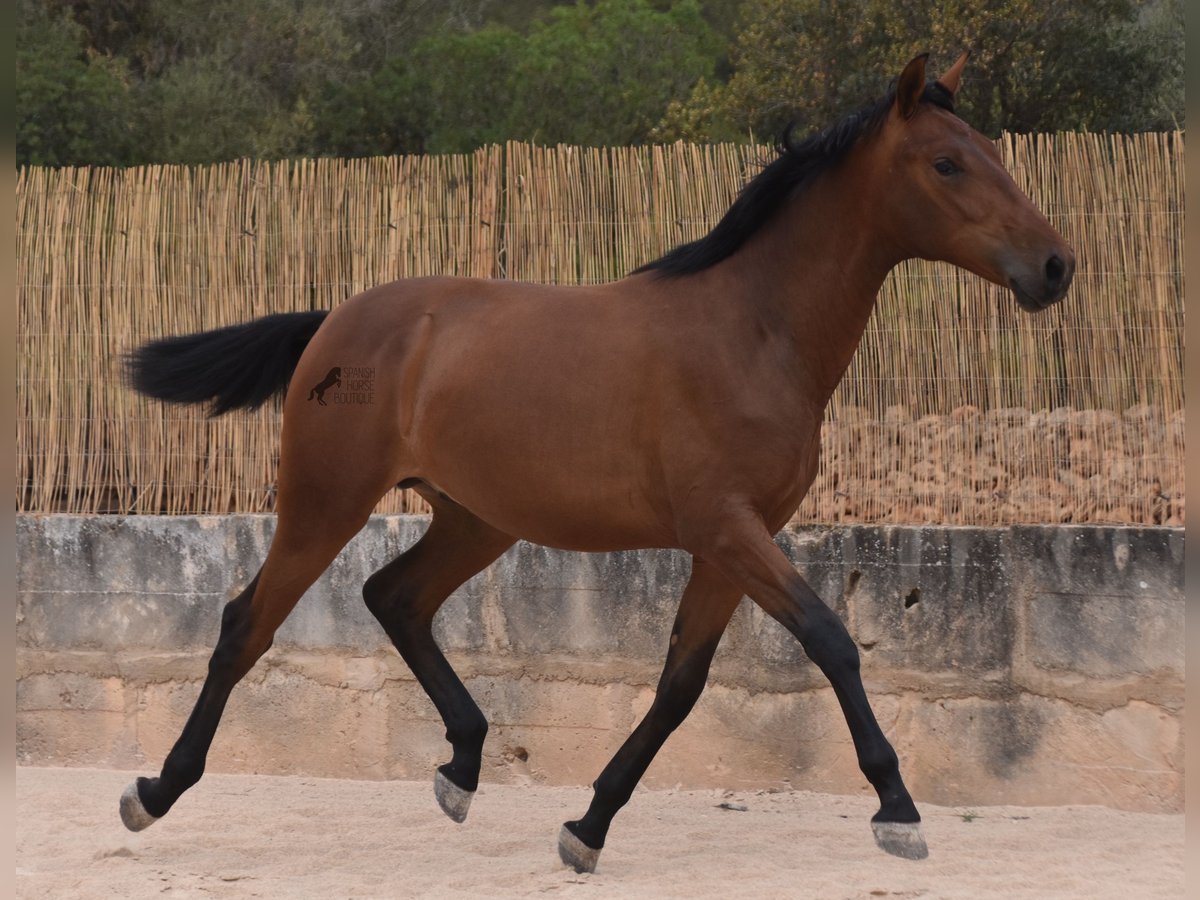 Andalusiër Hengst 1 Jaar 165 cm Bruin in Mallorca