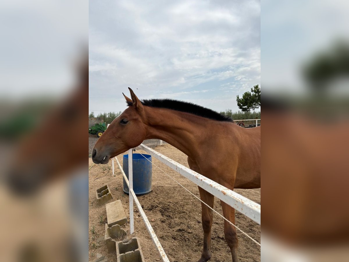 Andalusier Hengst 1 Jahr 155 cm Brauner in Arroyo De San Servan