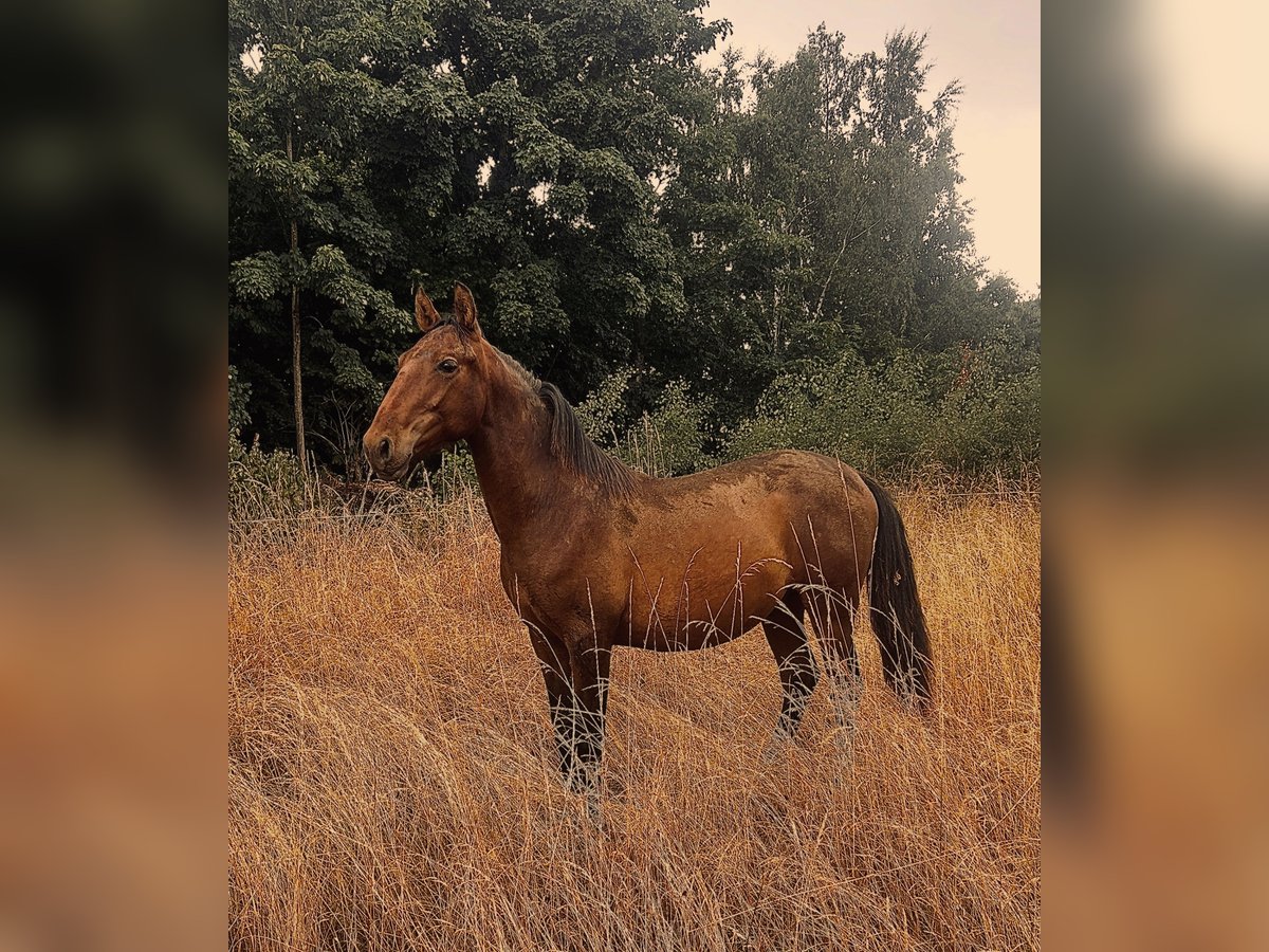 Andalusier Hengst 1 Jahr 160 cm Brauner in Ballenstedt