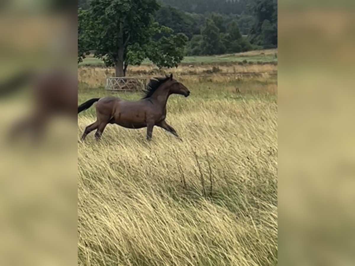 Andalusier Hengst 1 Jahr 160 cm Brauner in Ballenstedt