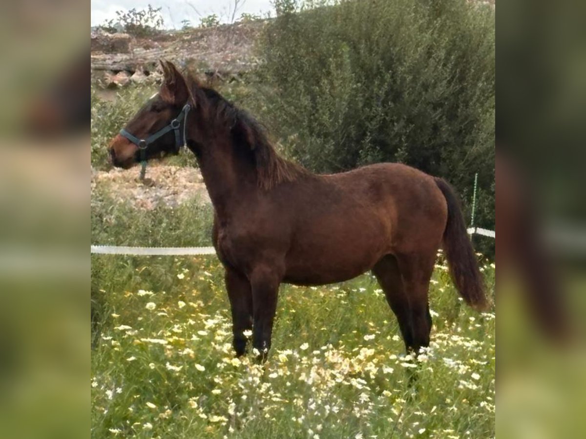 Andalusier Hengst 1 Jahr Brauner in Mallorca