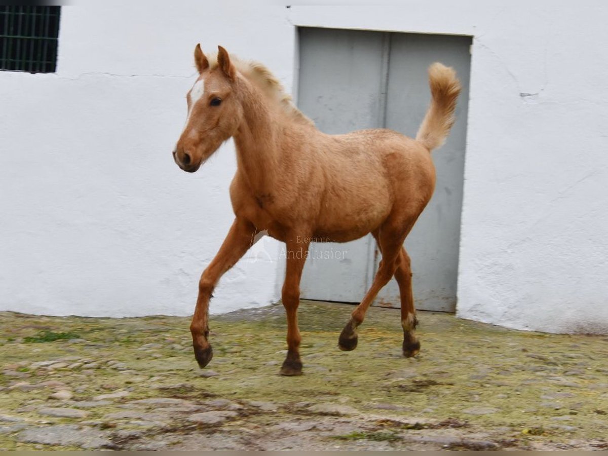 Andalusier Hengst 1 Jahr Palomino in Provinz Cordoba