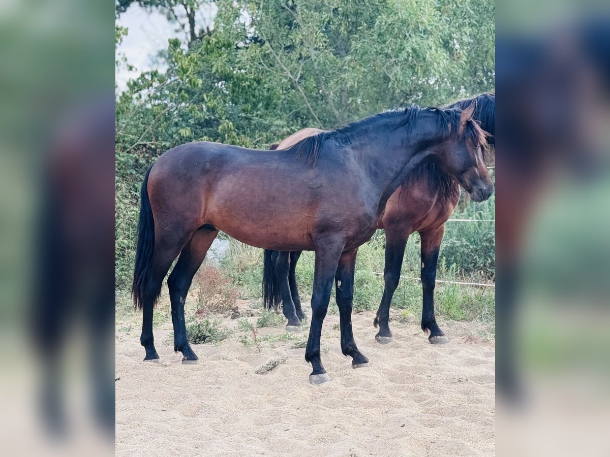 Andalusiër Hengst 2 Jaar 155 cm Zwartbruin in Heric