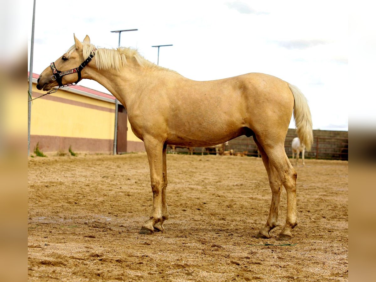 Andalusiër Hengst 2 Jaar 160 cm Palomino in Caceres