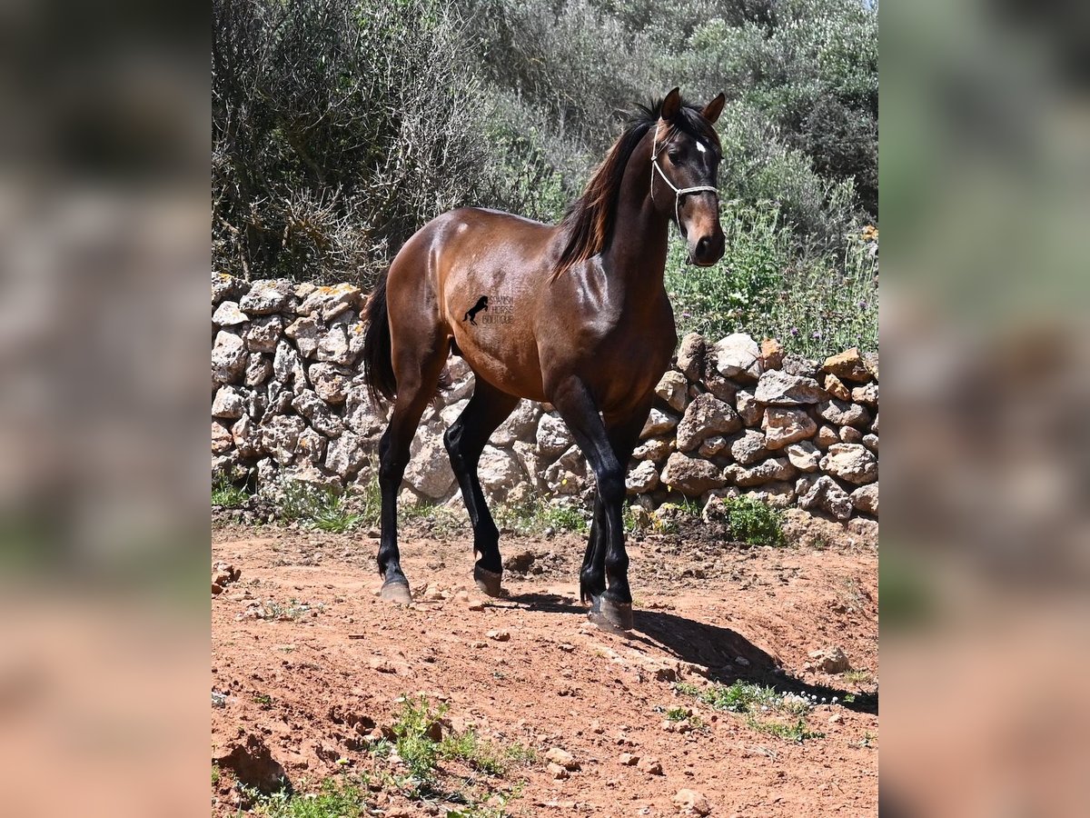 Andalusiër Hengst 2 Jaar 165 cm in Menorca