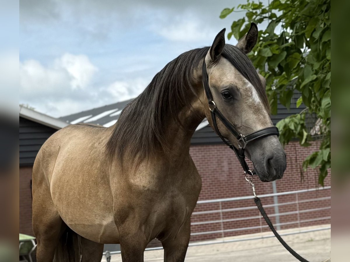 Andalusier Mix Hengst 2 Jahre 152 cm Buckskin in Zieuwent