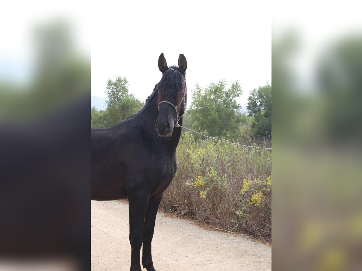Andalusier Hengst 2 Jahre 152 cm Rappe in Corona, CA Andalusier Hengst 2 Jahre 152 cm Rappe in Corona, CA