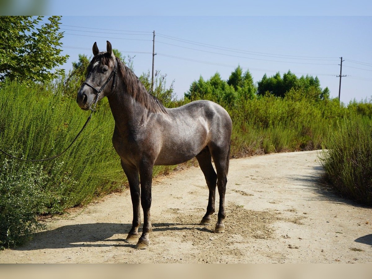 Andalusier Hengst 2 Jahre 152 cm Schimmel in Corona, CA