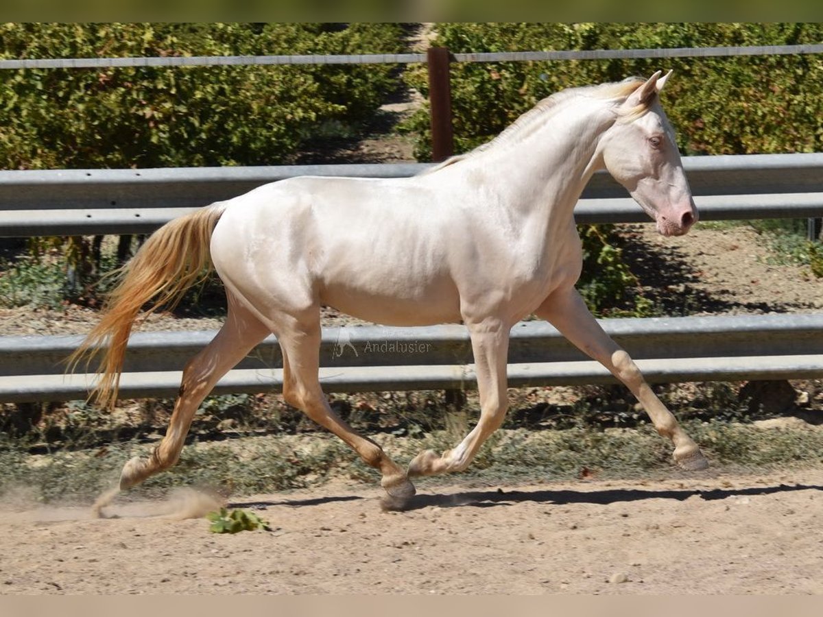 Andalusier Hengst 2 Jahre 156 cm Perlino in Provinz Cordoba