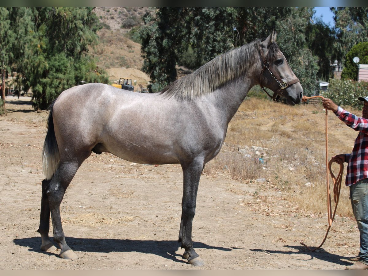 Andalusier Hengst 2 Jahre 163 cm Schimmel in Canyon Country
