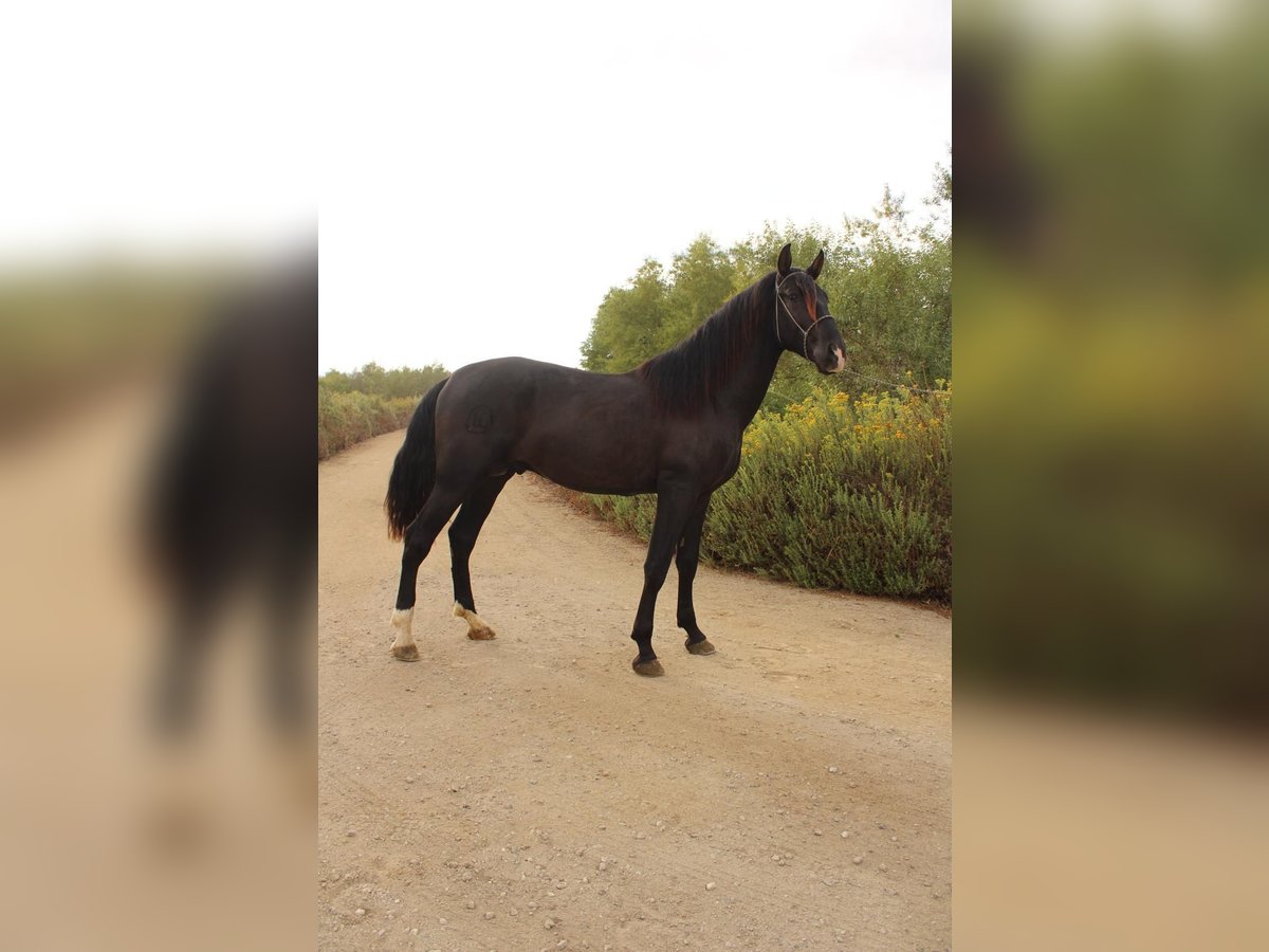 Andalusier Hengst 2 Jahre 173 cm Rappe in Corona, CA Andalusier Hengst 2 Jahre 173 cm Rappe in Corona, CA