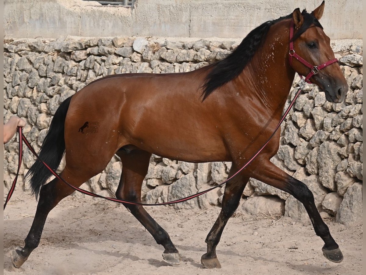 Andalusier Hengst 2 Jahre 175 cm Brauner in Mallorca