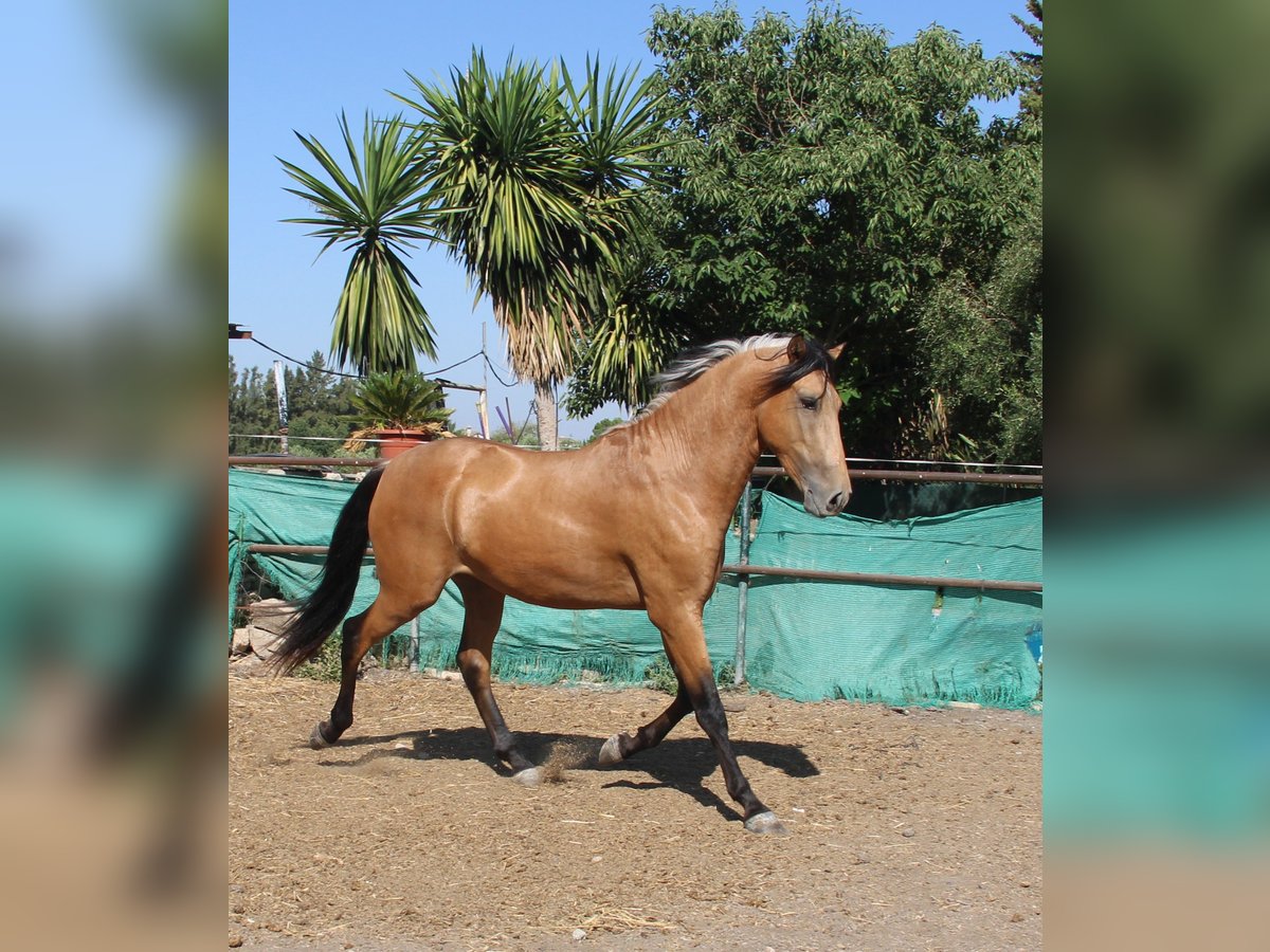 Andalusiër Hengst 3 Jaar 155 cm Buckskin in Vejer de la Frontera