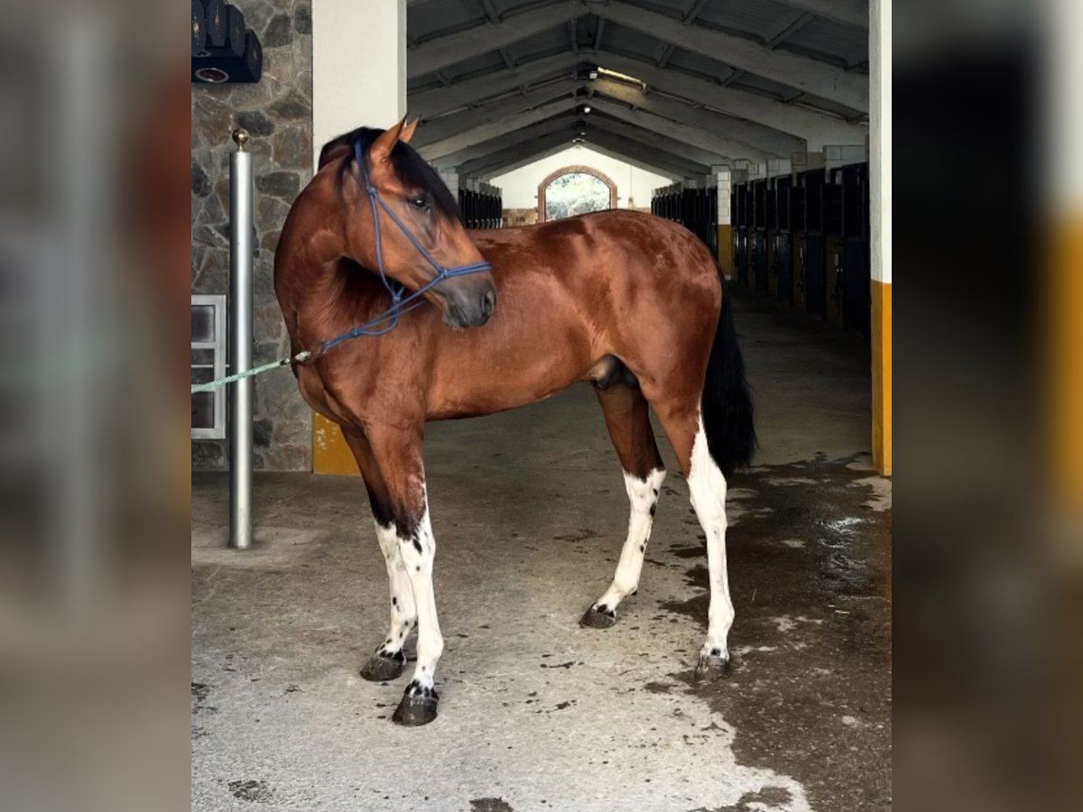 Andalusiër Hengst 3 Jaar 158 cm Roodbruin in Hamburg