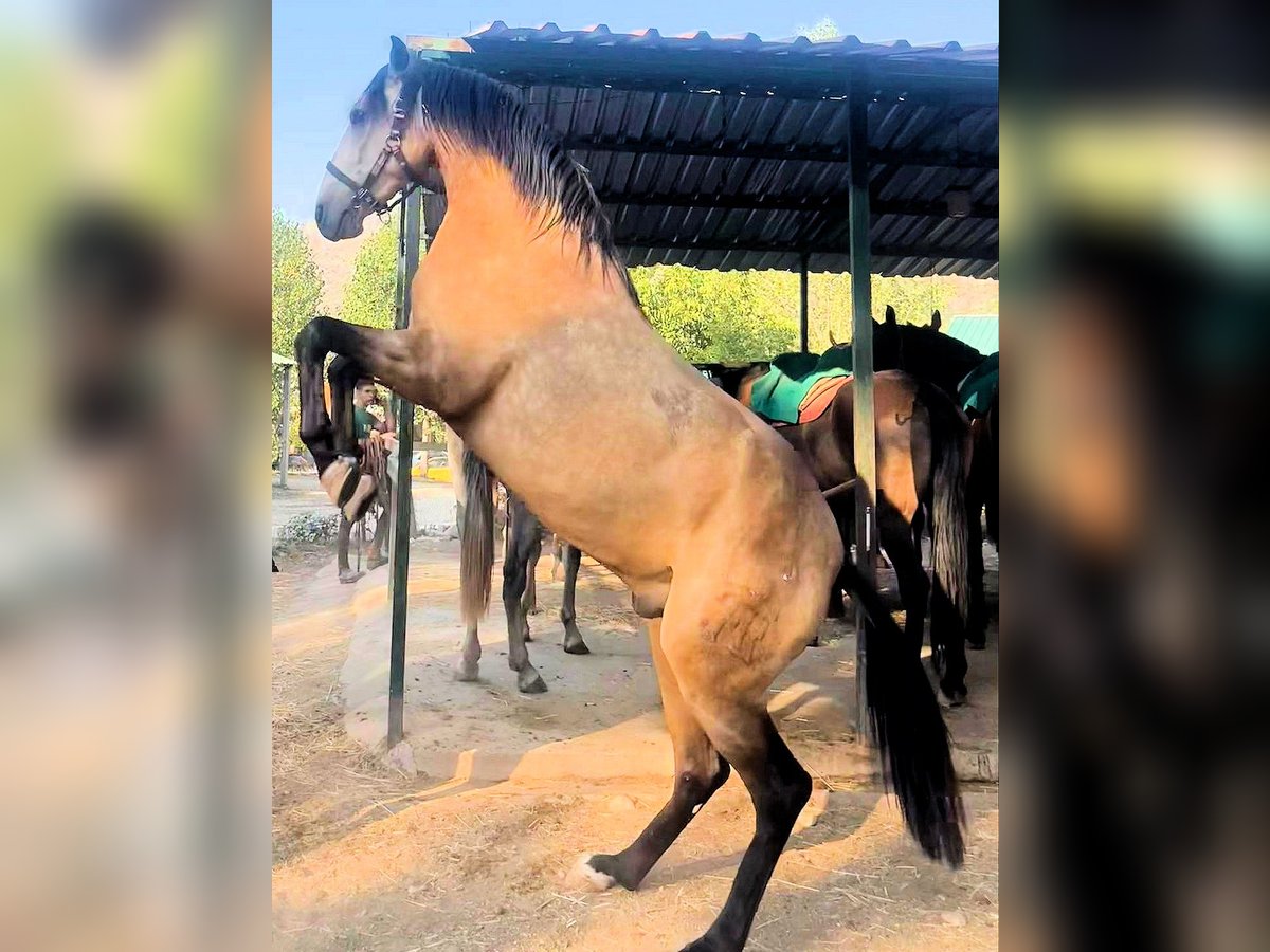 Andalusiër Hengst 3 Jaar 161 cm Falbe in Sanlucar