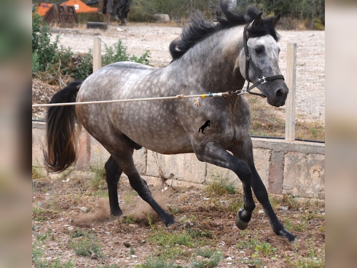 Andalusiër Hengst 3 Jaar 167 cm Falbe in Mallorca