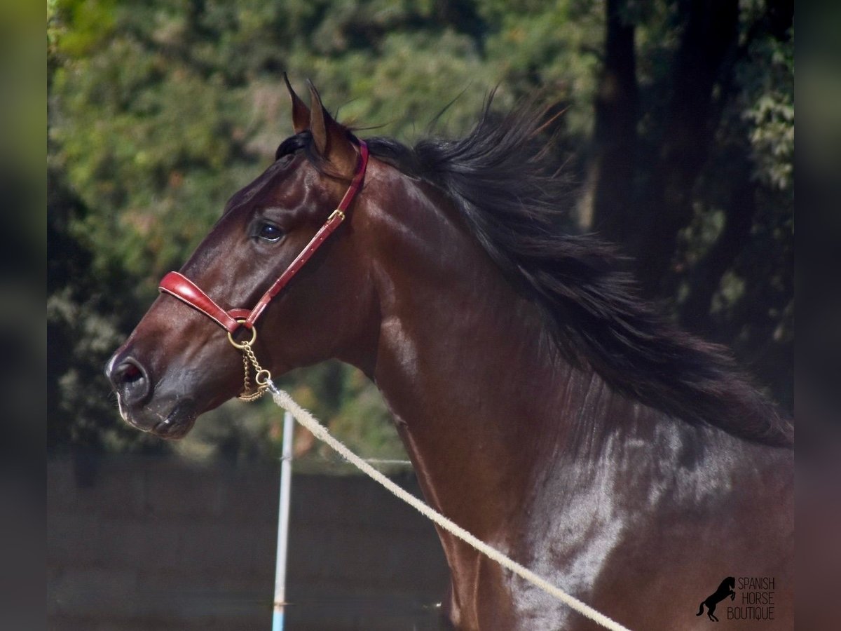 Andalusiër Hengst 3 Jaar 170 cm Bruin in Menorca