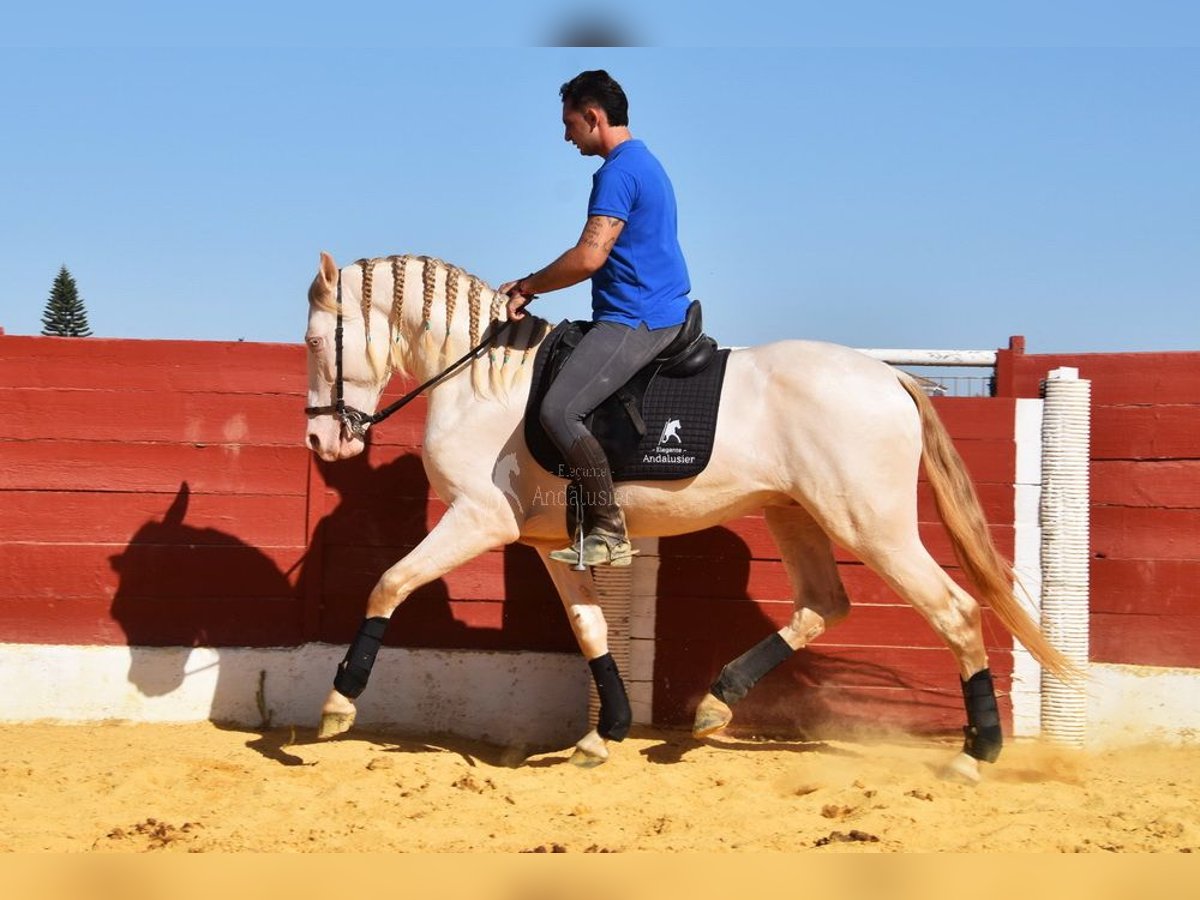 Andalusier Hengst 3 Jahre 155 cm Perlino in Provinz Cordoba
