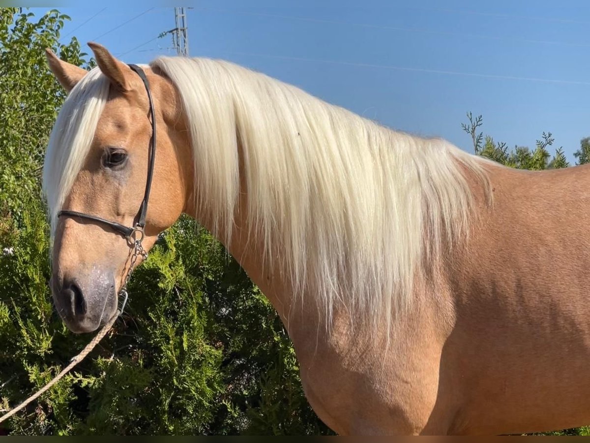 Andalusier Hengst 3 Jahre 156 cm Palomino in Chiclana de la Frontera