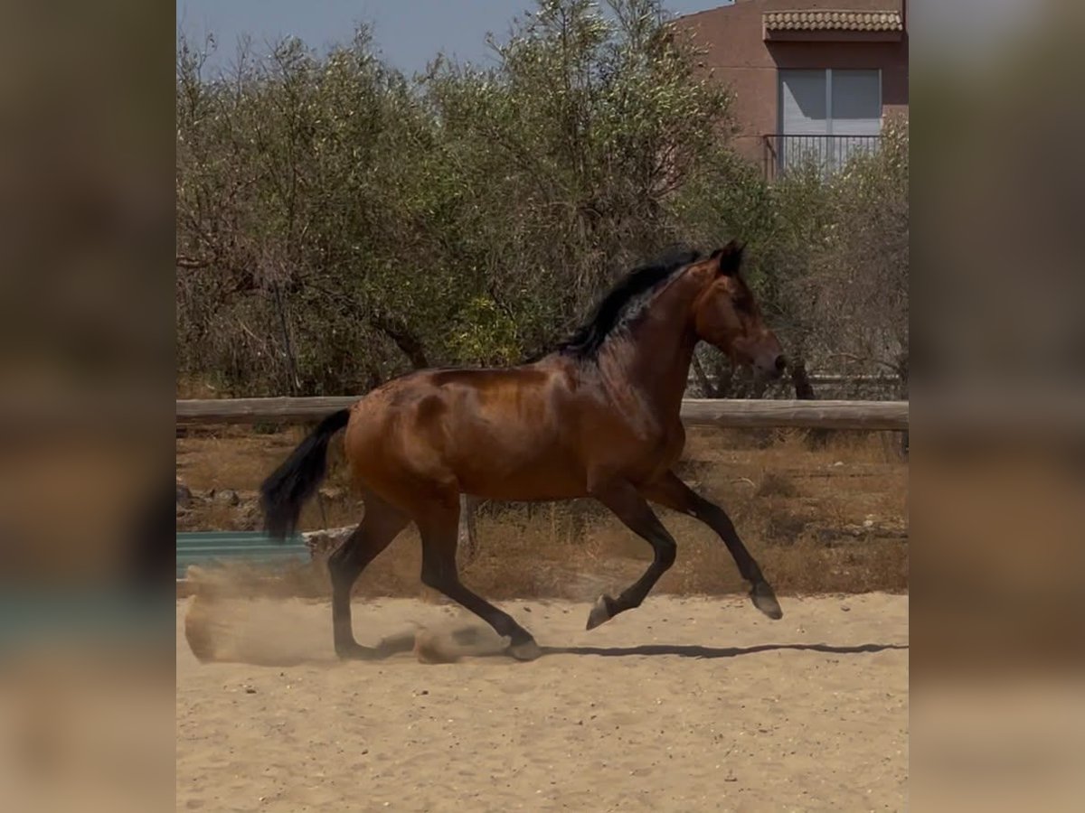 Andalusier, Hengst in Vejer de la Frontera