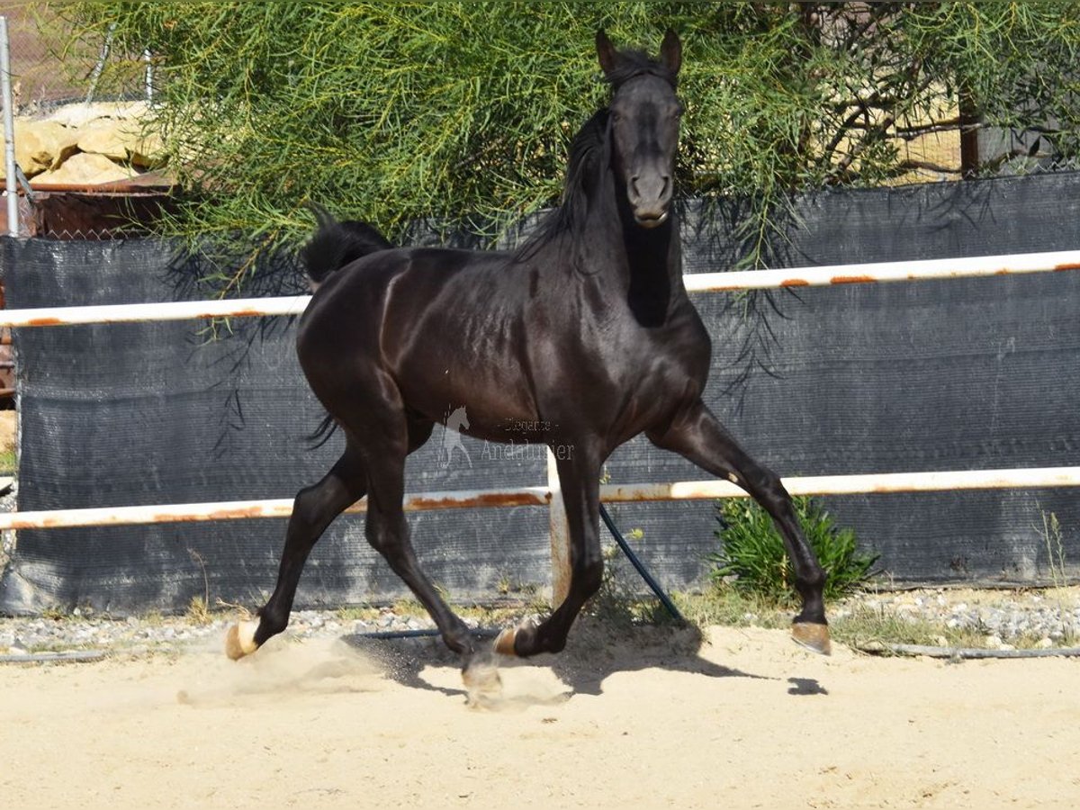 Andalusier Hengst 3 Jahre 157 cm Rappe in Provinz Malaga